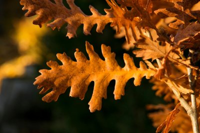 Quercus frainetto - dub uherský - list podzim